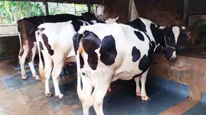 ১৪৮৯নং ৩টি গাভী উন্নত জাতের ।