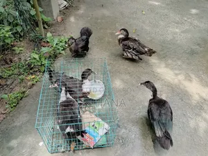 চিনাল হাস বিক্রি