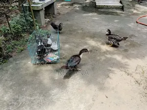 চিনাল হাস বিক্রি