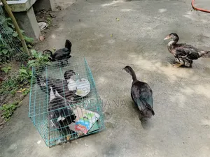 চিনাল হাস বিক্রি