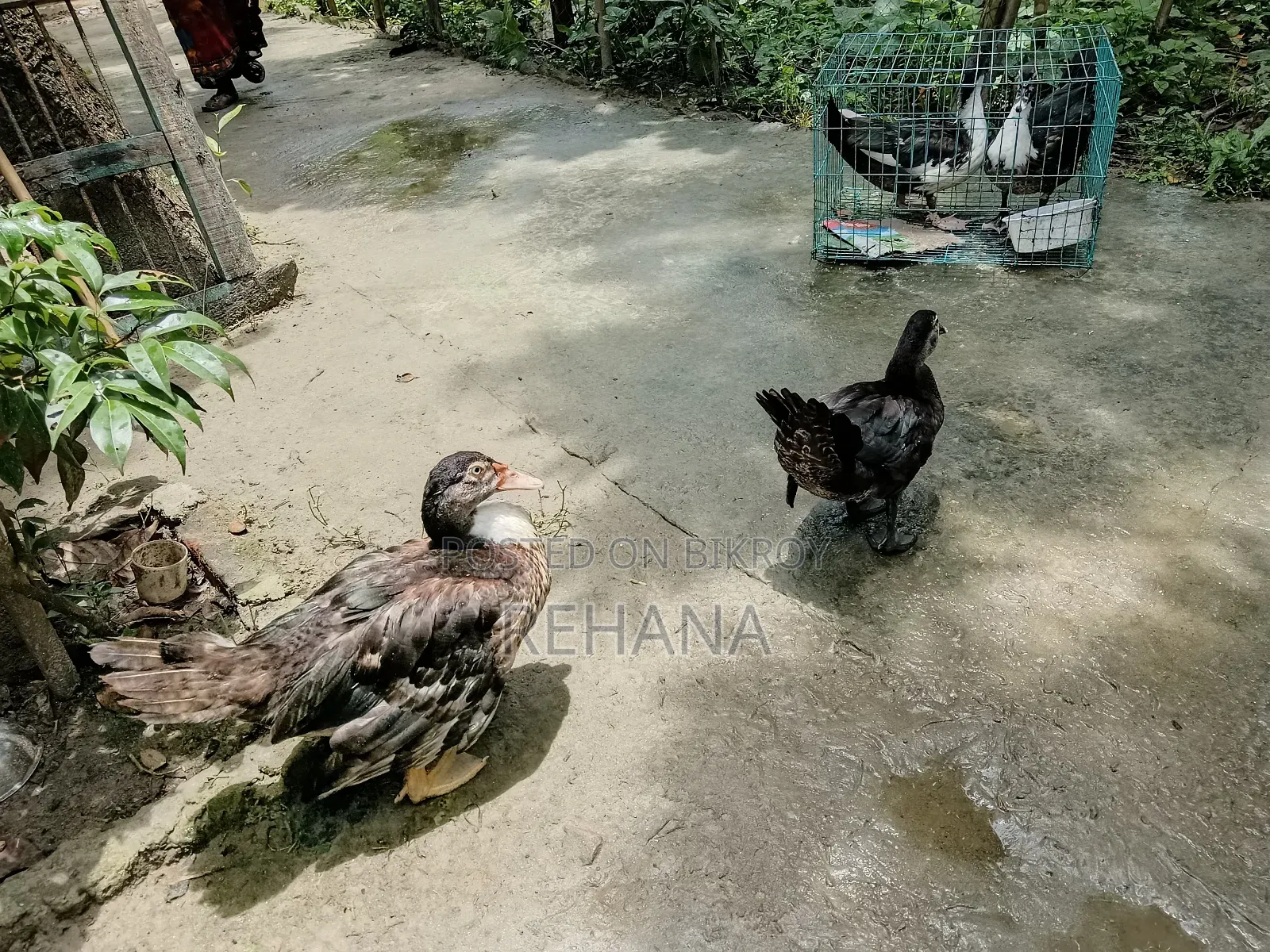 চিনাল হাস বিক্রি