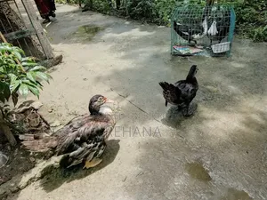 চিনাল হাস বিক্রি