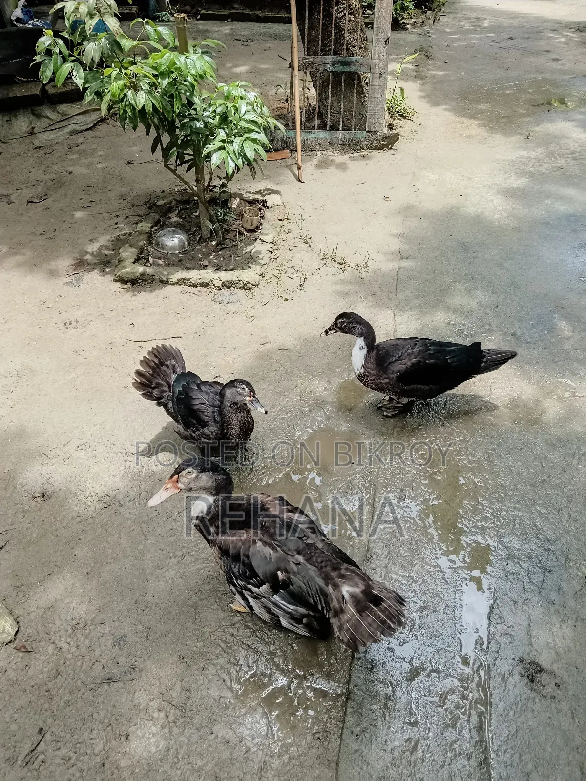 চিনাল হাস বিক্রি