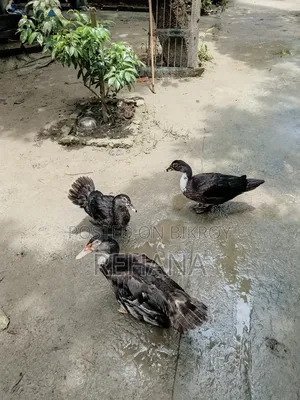 চিনাল হাস বিক্রি