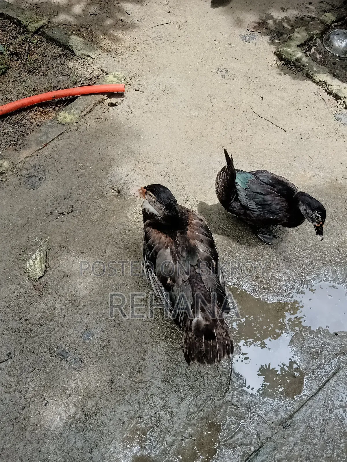 চিনাল হাস বিক্রি