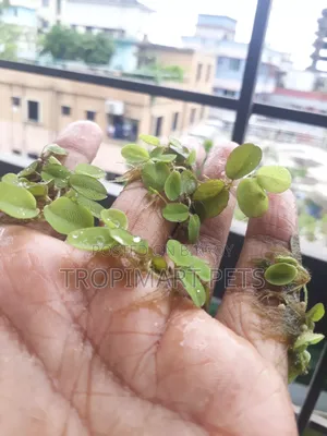 ১০ পিস | সিলভেনিয়া মিনিমা অ্যাকুরিয়াম প্ল্যান্ট