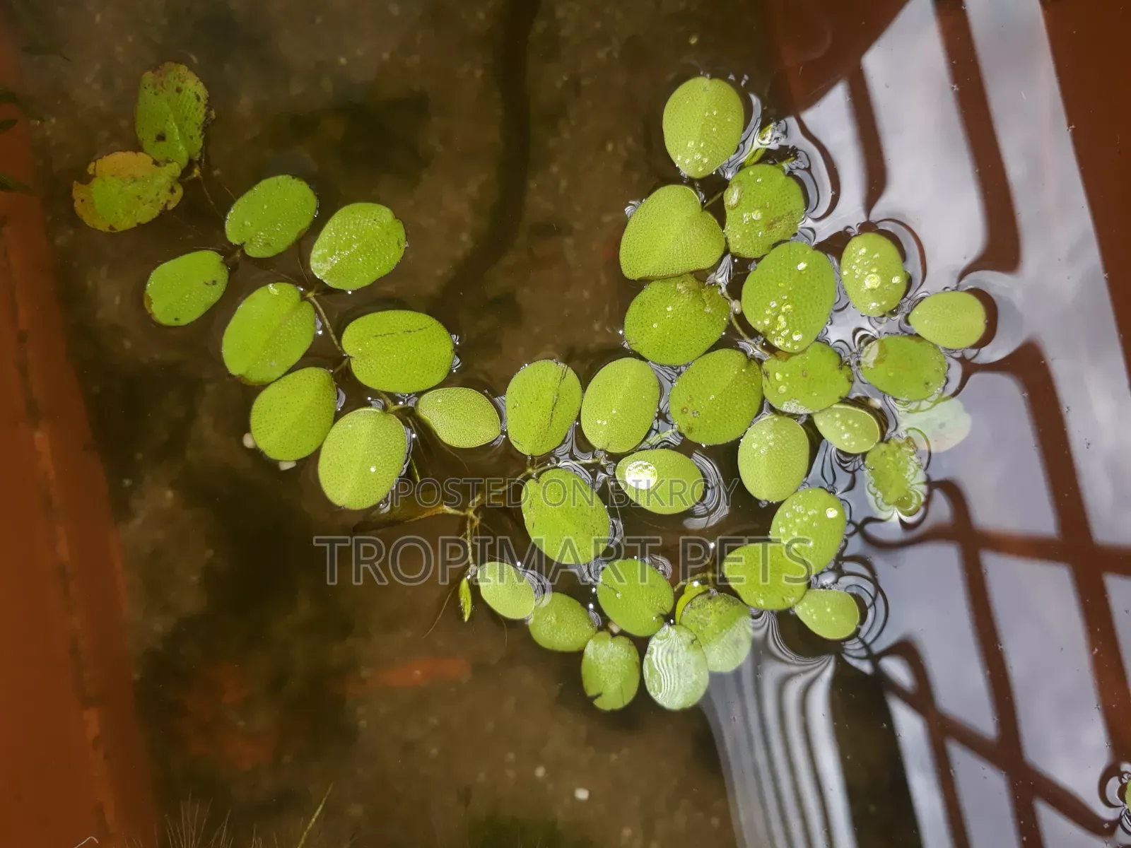 ১০ পিস | সিলভেনিয়া মিনিমা অ্যাকুরিয়াম প্ল্যান্ট