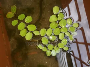 ১০ পিস | সিলভেনিয়া মিনিমা অ্যাকুরিয়াম প্ল্যান্ট