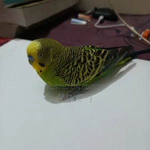 বাজরিগার পাখি