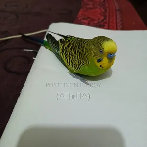 বাজরিগার পাখি