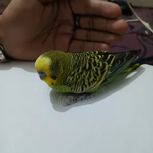 বাজরিগার পাখি