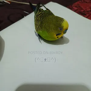 বাজরিগার পাখি