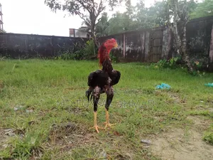 আসিল মুরগ বাচ্চা
