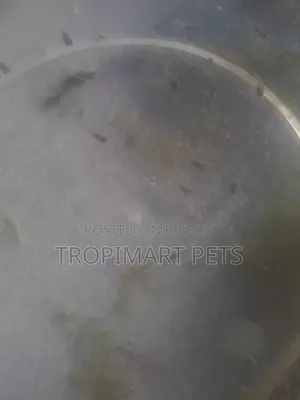 10 Grams | High Quality Powdered Food for Newborn Baby Fish