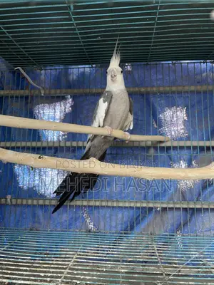 Cockatiel 2 Males for Sale