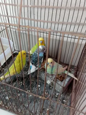 Four pieces of Budgerigar