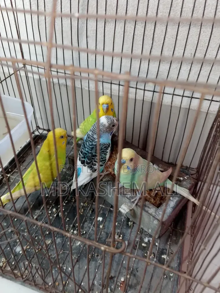 Four pieces of Budgerigar