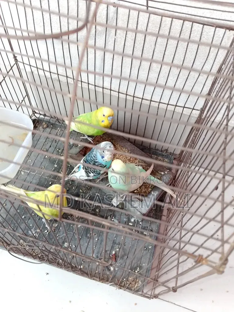 Four pieces of Budgerigar