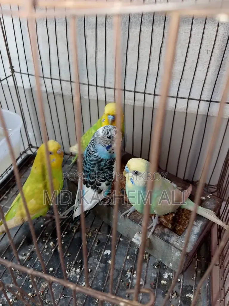 Four pieces of Budgerigar