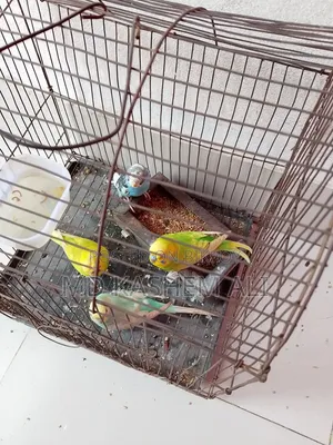 Four pieces of Budgerigar