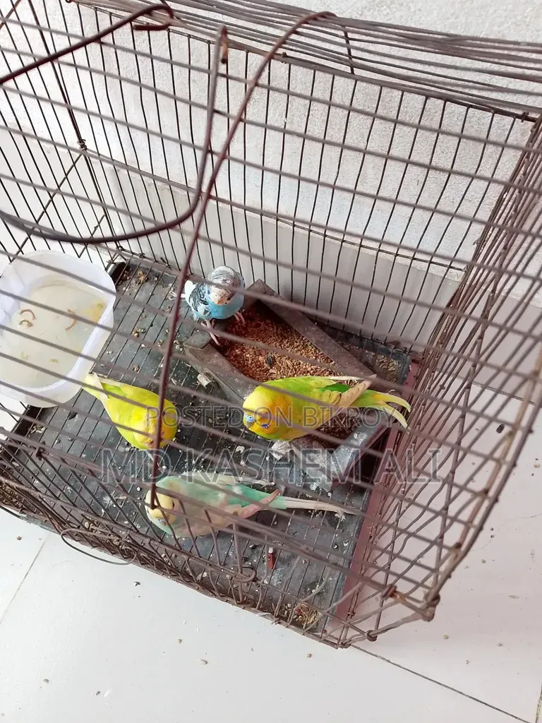 Four pieces of Budgerigar