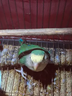 Male Lovebird