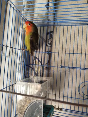 Love Bird -লাভ বার্ড