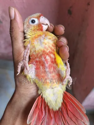Pineapple Conure Baby