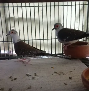 Pied Diamond Dove (Breeding Pair)