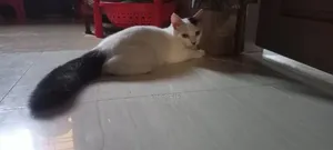 ১-৩ মাসের মেল মিক্সড ব্রিড পার্সিয়ান