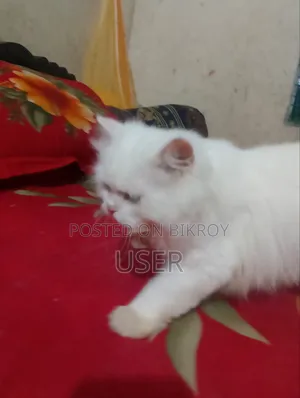 3-6 Months Male Purebred Persian