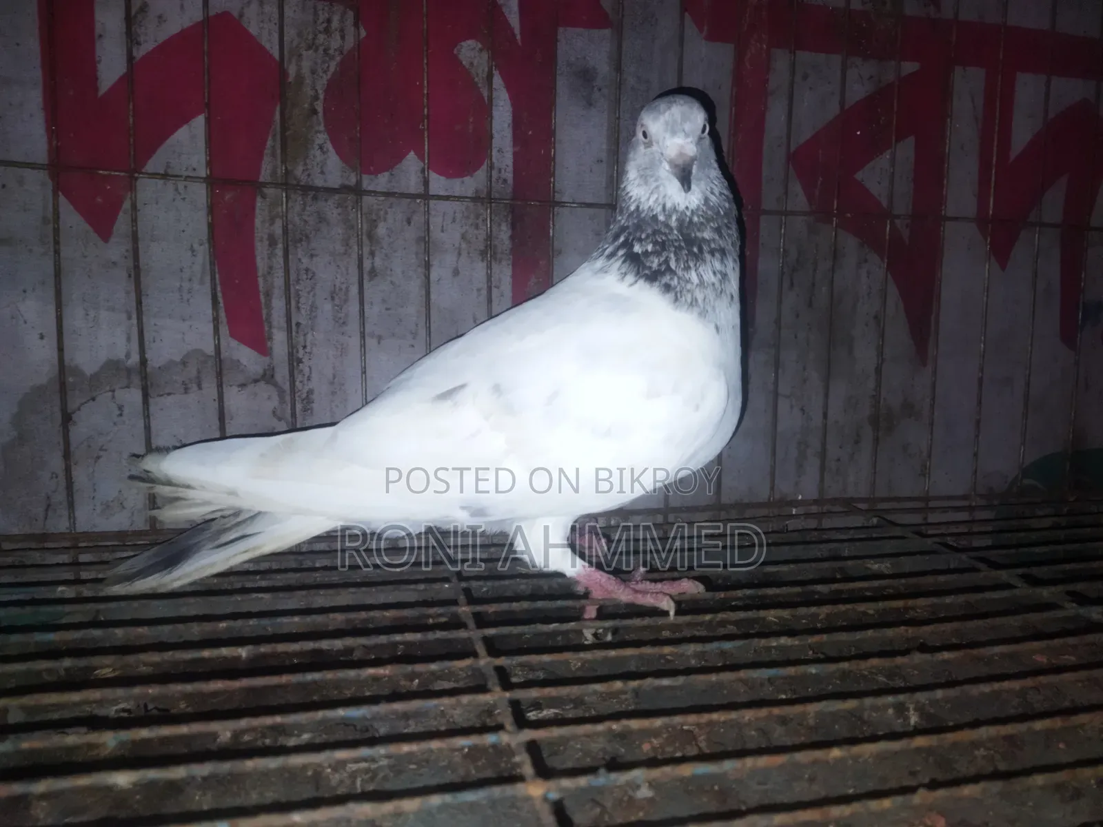 জিরা গলা জোড়া কবুতর