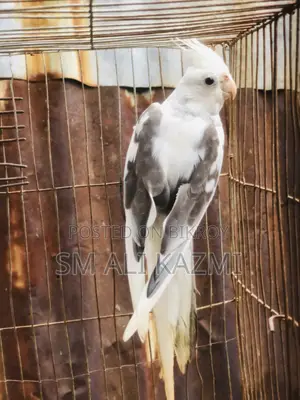 White Face Pied Male Cockatiel
