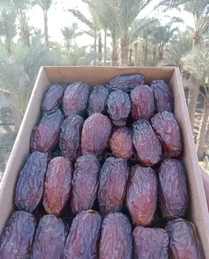 Medjool Medium Dates