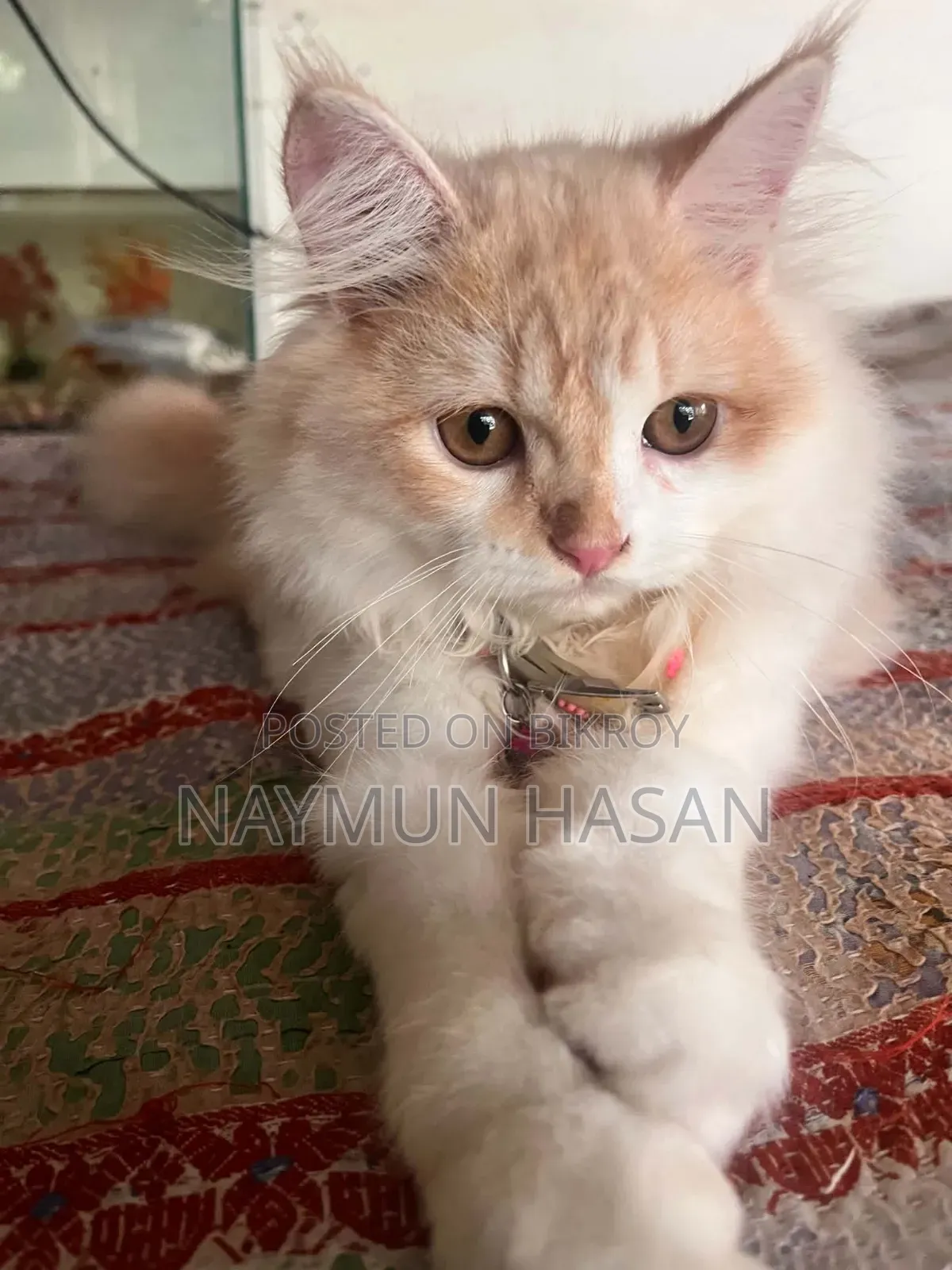 1-3 Months Male Purebred Persian