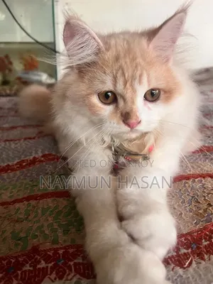 1-3 Months Male Purebred Persian