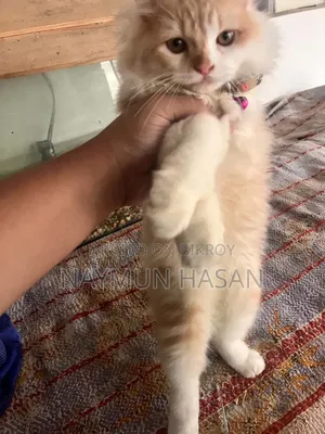1-3 Months Male Purebred Persian