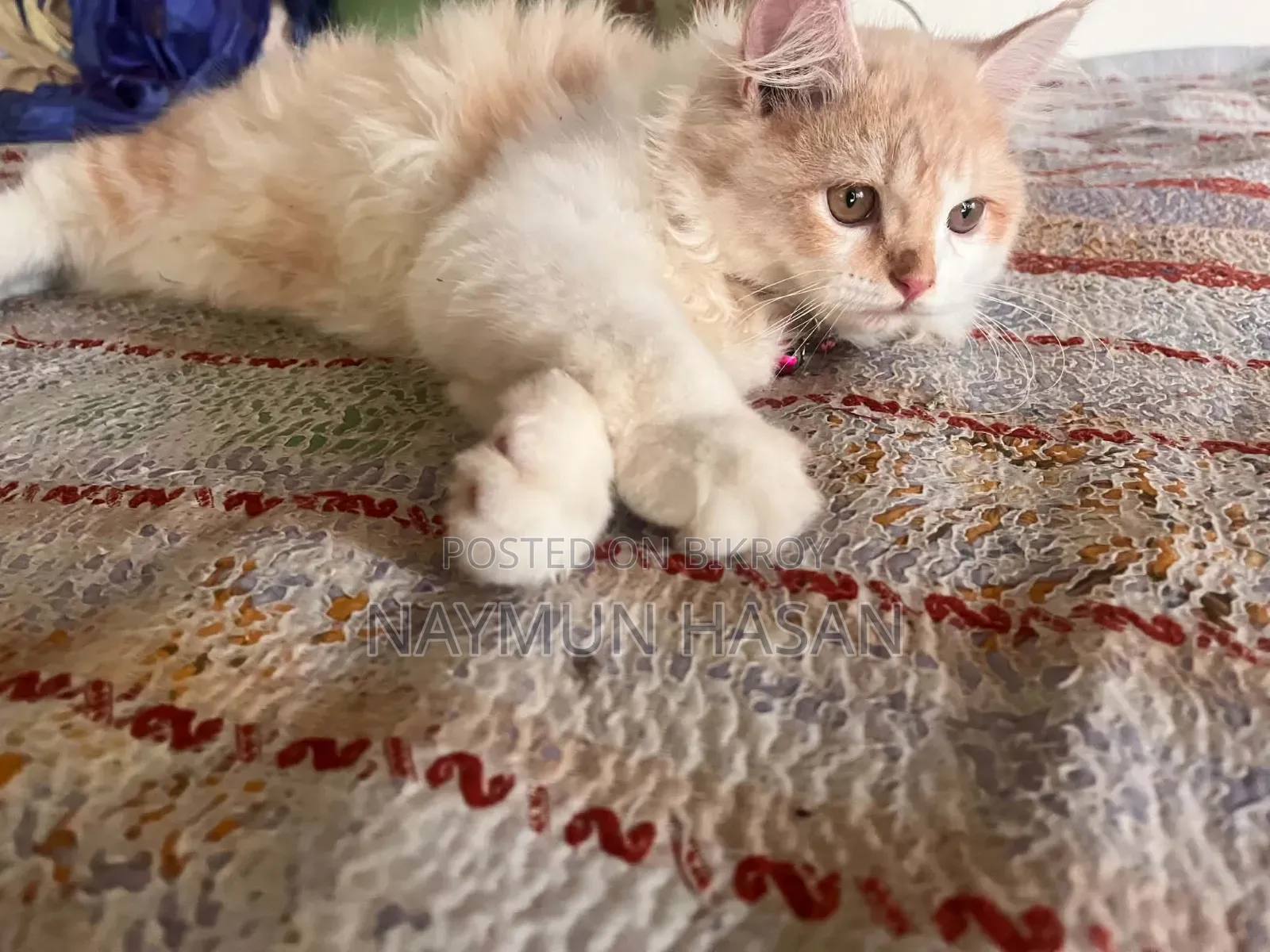 1-3 Months Male Purebred Persian