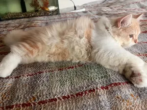 1-3 Months Male Purebred Persian