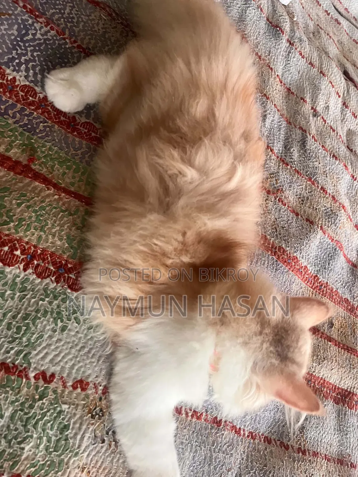 1-3 Months Male Purebred Persian