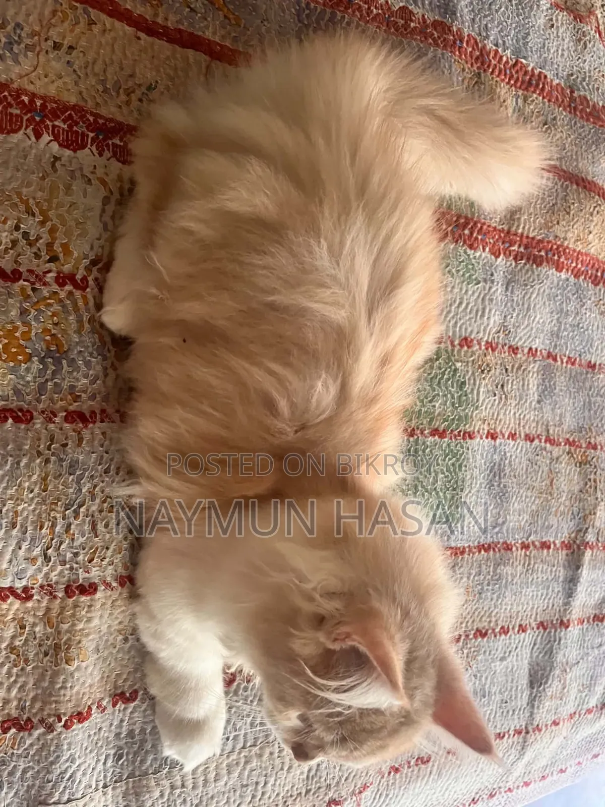 1-3 Months Male Purebred Persian