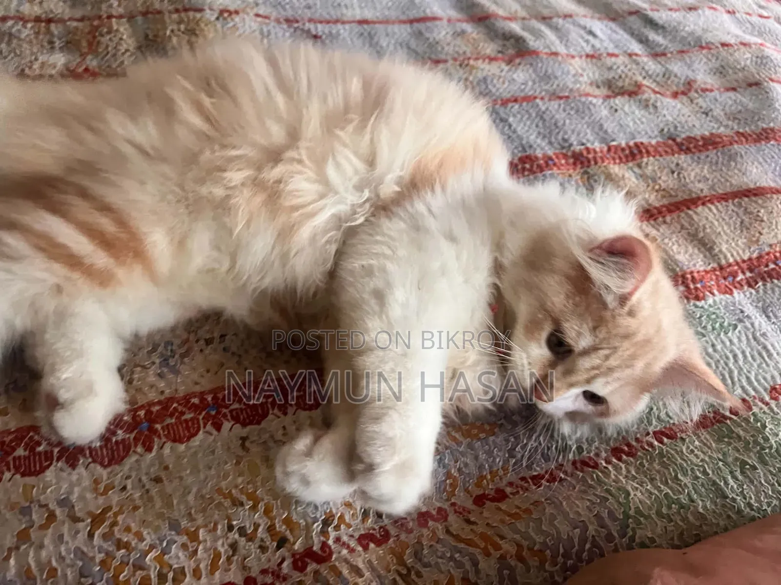 1-3 Months Male Purebred Persian