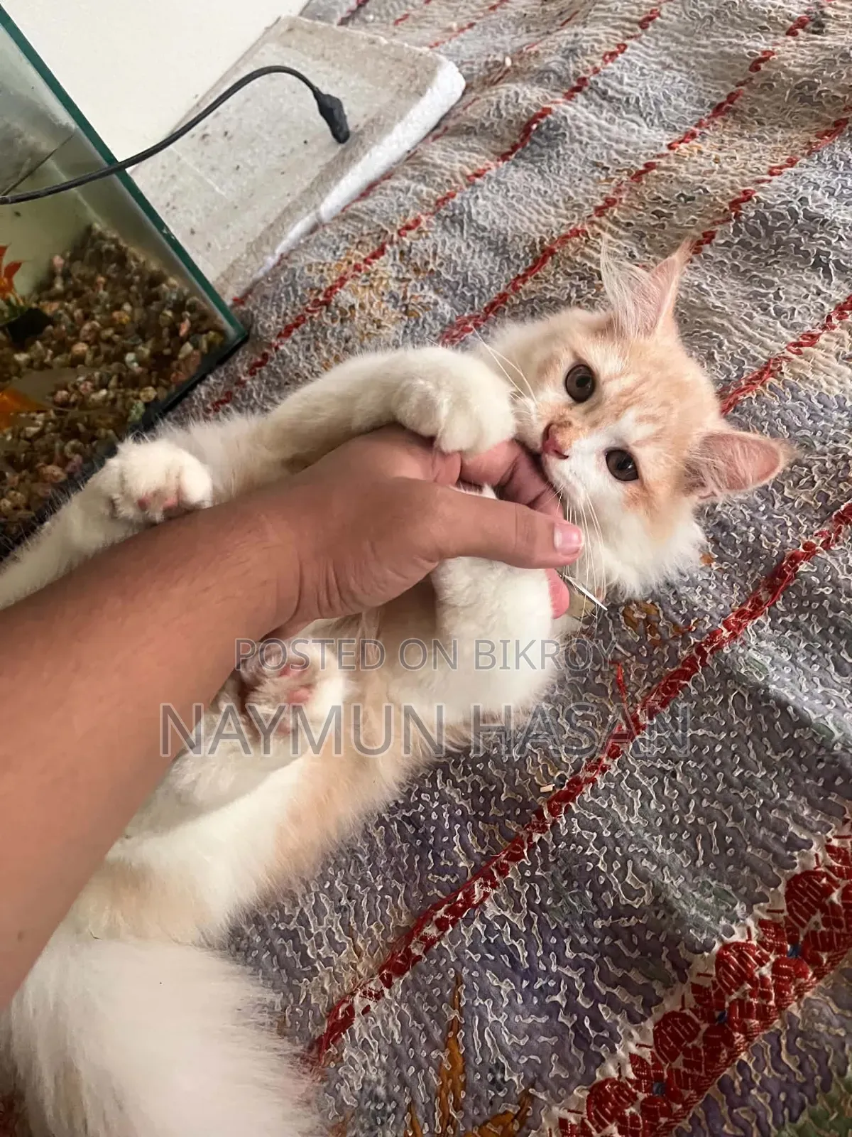 1-3 Months Male Purebred Persian