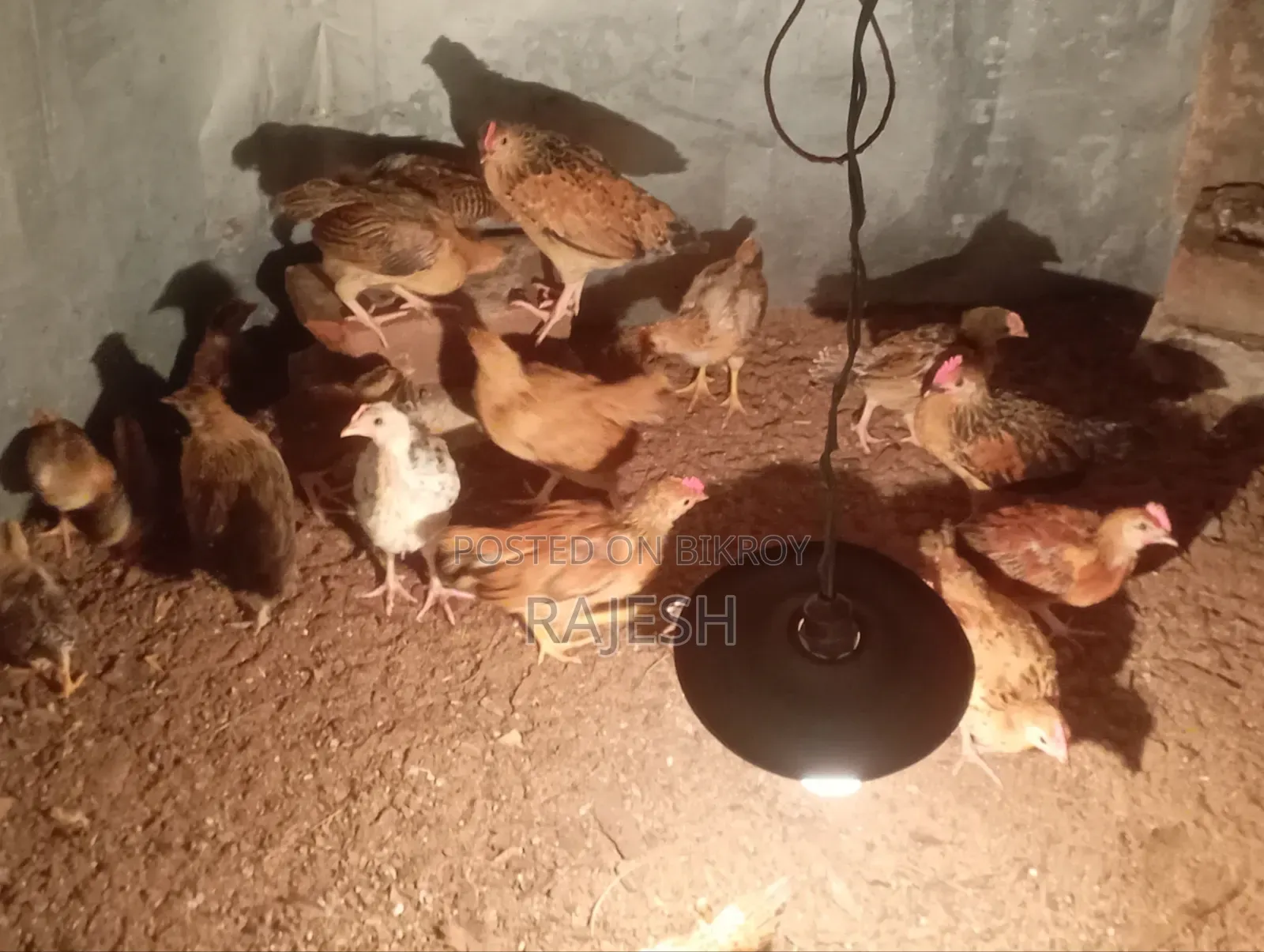 Desi Chicken Chicks