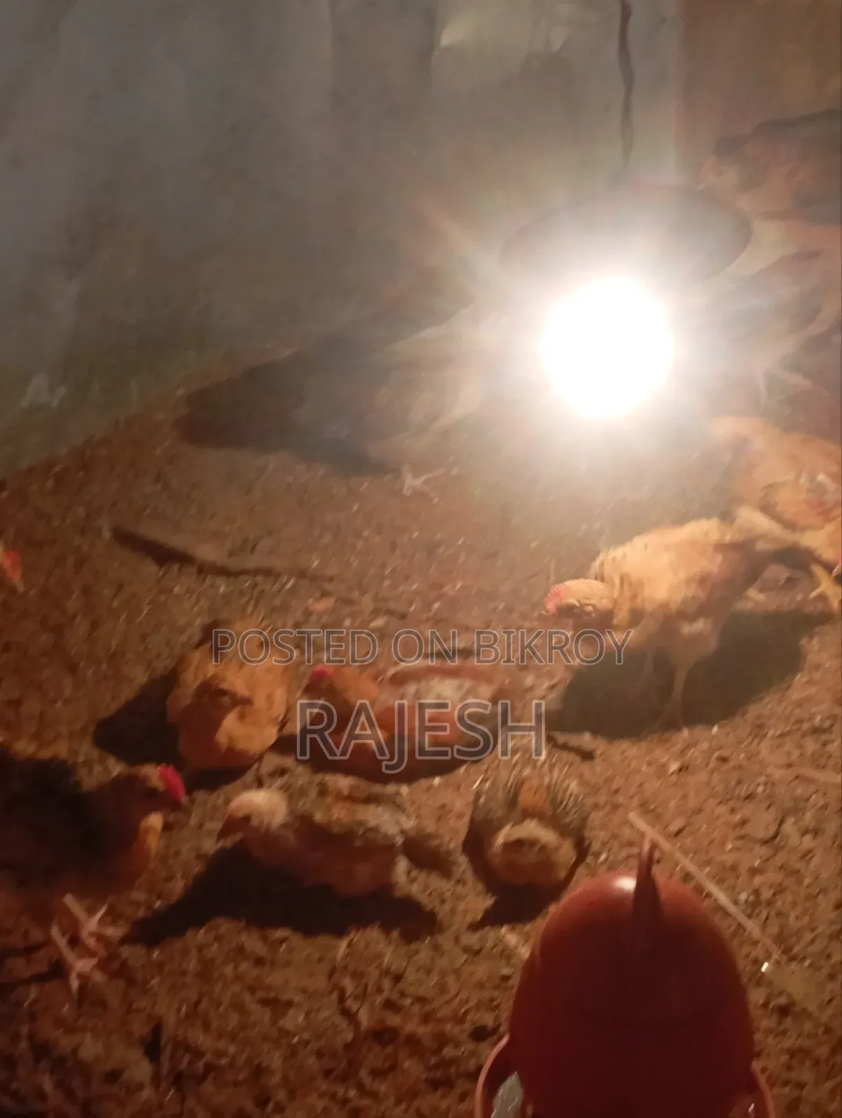 Desi Chicken Chicks