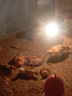 Desi Chicken Chicks