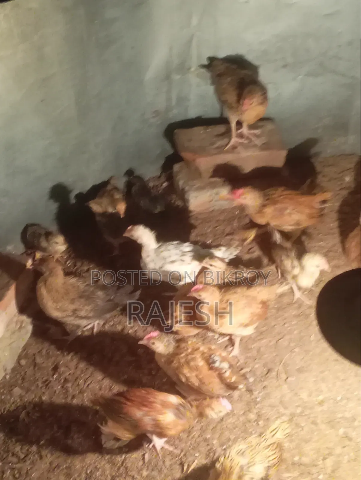 Desi Chicken Chicks
