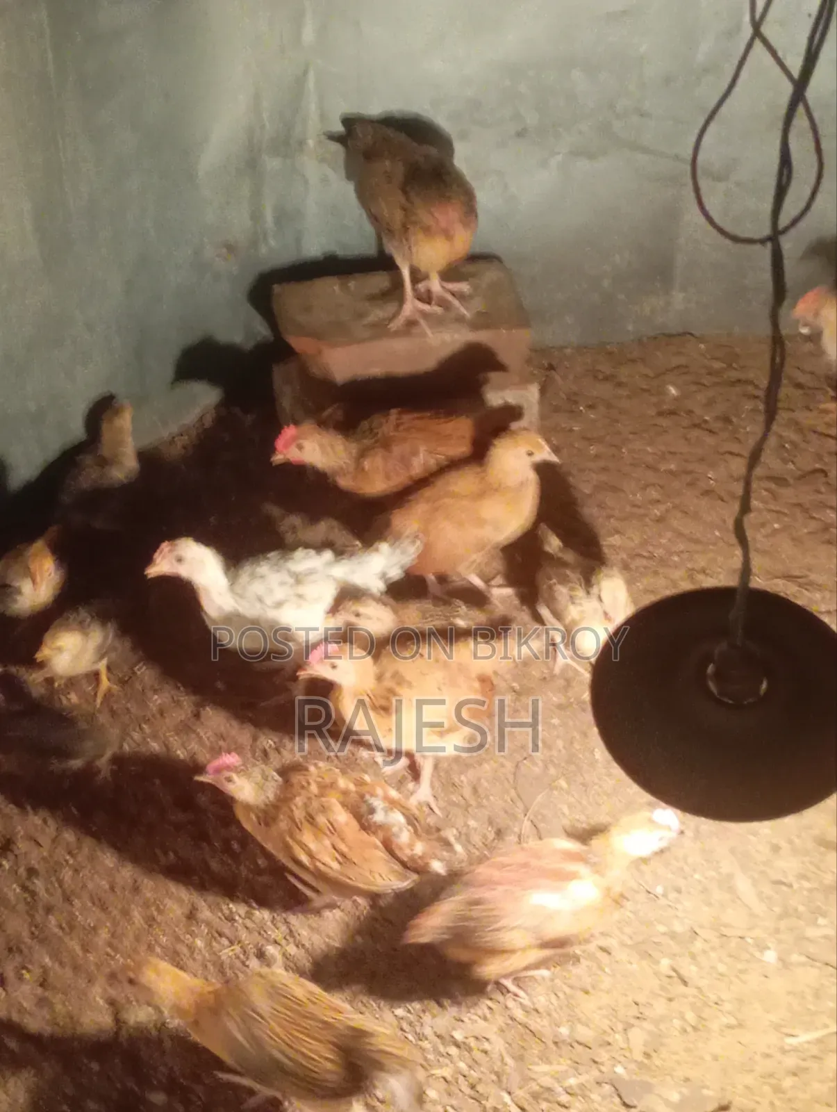 Desi Chicken Chicks
