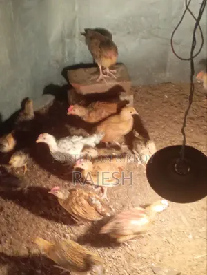 Desi Chicken Chicks