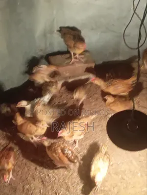 Desi Chicken Chicks